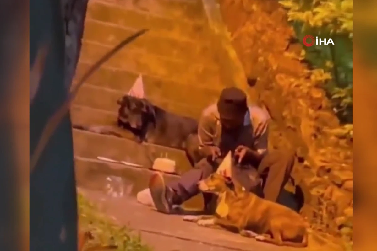 Doğum gününü köpeklerle kutladı! Evsiz adamın görüntüleri izleyenleri duygulandırdı